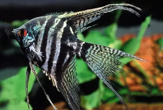 Ikan Manfish Zebra Angelfish