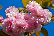 Fiori di primavera (5 foto) (zanleone primavera )