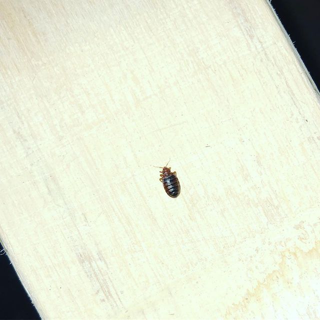 pictures of adult bed bugs