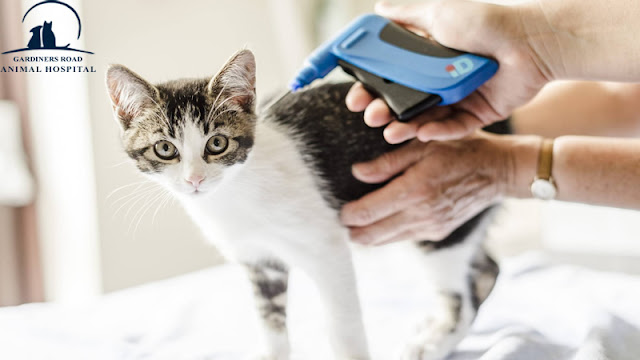 Micro-Chip Service in Kingston: Why Should Indoor Cats be Microchipped