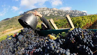 Fiesta de la Vendimia de Rioja Alavesa. En Lanciego