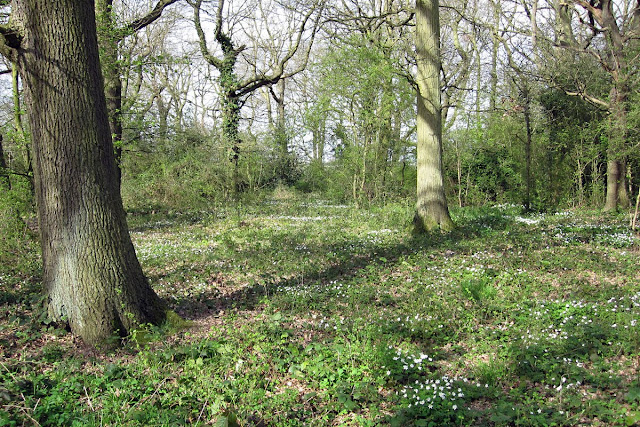 A glade in Thornet Wood, Jubilee Country Park, full of wood anemones.