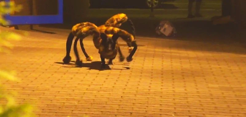 Mutant Giant Spider Dog Prank | Der Spinnenhund im Einsatz