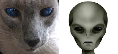 I gatti sono spie inviate dagli alieni?