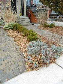 York Humewood Fall Cleanup Front Yard Before by Paul Jung Gardening Services--a Toronto Gardening Company