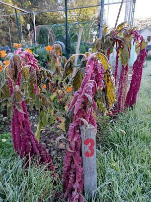 Love Lies Bleeding