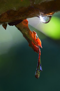 closeup of tree bark and dew drop with bokeh