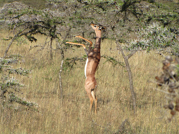 The Gerenuk