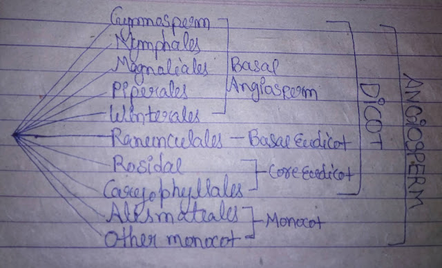 APG System | Angiosperm Phylologeny Group System