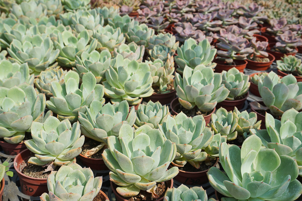 彰化田尾荷蘭花園多肉好好買植感靚花園，地中海風格多肉庭園