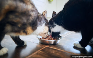 tutorial memberi makan kucing domestik