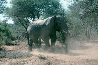 Kruger National Park, elephant, South Africa, safari