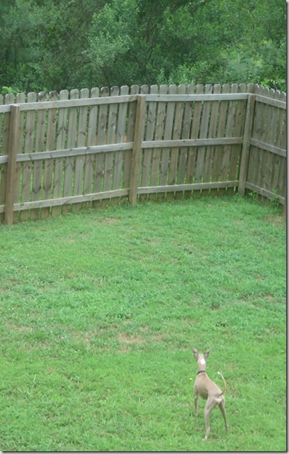 Deer1