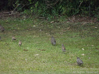 California quail covey, Rotorua, NZ - by Denise Motard, Feb. 2013