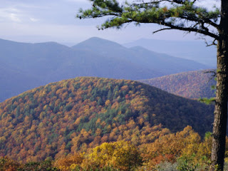 Autumn-Forest-landscape