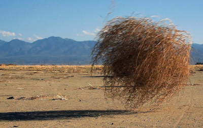 Tumbleweed rolling across the ground