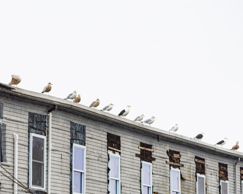 Portland, Maine USA December 2019 photo by Corey Templeton. Seagulls lined up at Custom House Wharf. 