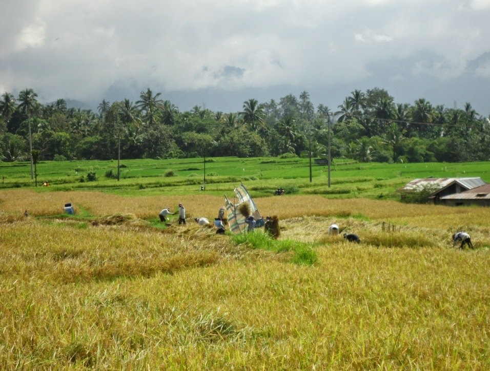 EKOSISTEM SAWAH BERTINGKAT 6C: MAKALAH LAPORAN PRAKTIKUM 