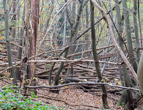 Gully with fallen trees.  Farningham Wood, 28 November 2013.