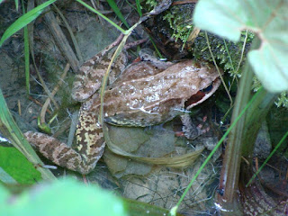 Rana dalmatina DSC44595