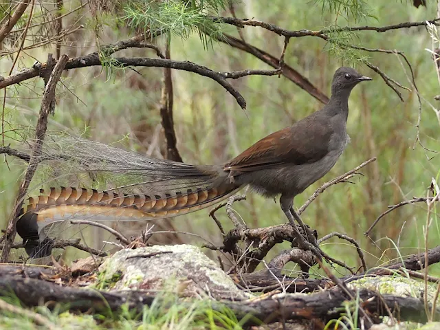 Superb Lyrebird