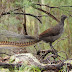 Superb Lyrebird: A Fascinating Bird