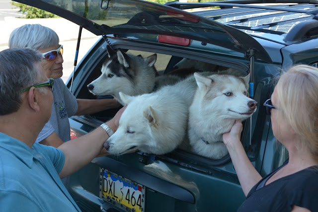 Fairbanks Husky