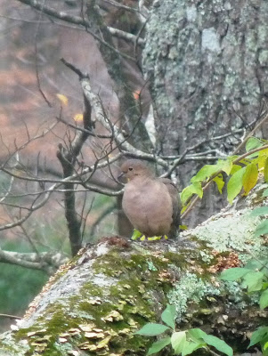 mourning dove