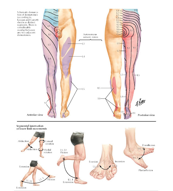 Dermatomes of Lower Limb and Segmental Nerve Function Anatomy