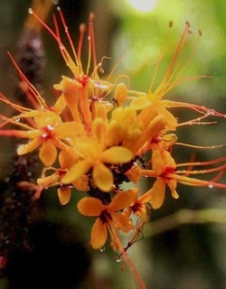 Bright colour: One of the floral species found here.