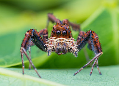 Portia Labiata Spider
