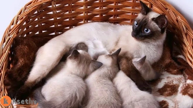 how to tell if a cat is pregnant?