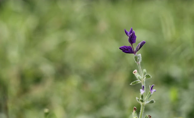 Annual Clary Sage