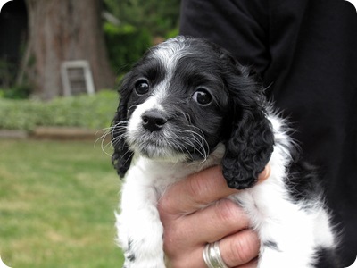 Rylie at 8 weeks old