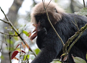 black monkey eating leaves