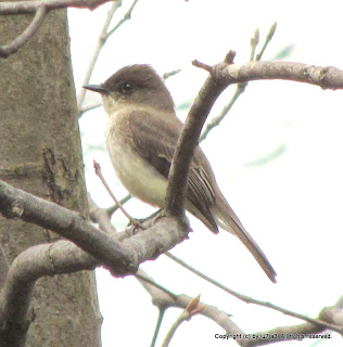 Eastern Phoebe