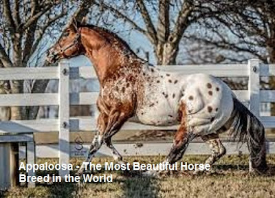 beautiful horses,beautiful horse breeds,appaloosa