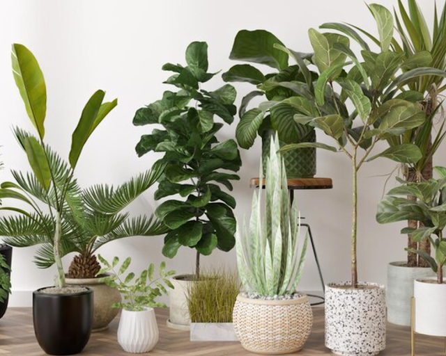 5 plantes décoratives très faciles à entretenir