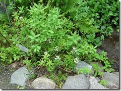 Labrador Tea