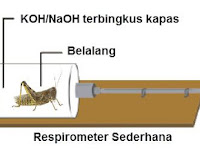 Alasan penggunaan NaOH dibungkus tissue dalam percobaan respirasi pada belalang
