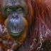 Critically endangered orangutan born at British zoo