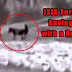 Islamic State Terrorist Rapes Donkey Caught by Drone - Video