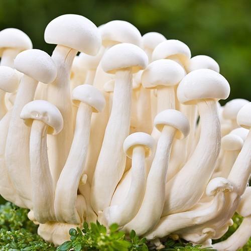 Top Mushroom Company In Gambia| Buy Mushroom Online In Gambia| Mushroom Exporter In Banjul