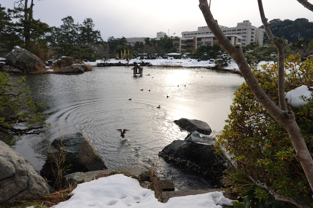 鳥取県米子市西町 湊山公園 池のマガモ