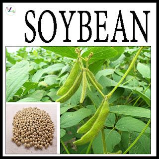 Soyabean Varieties