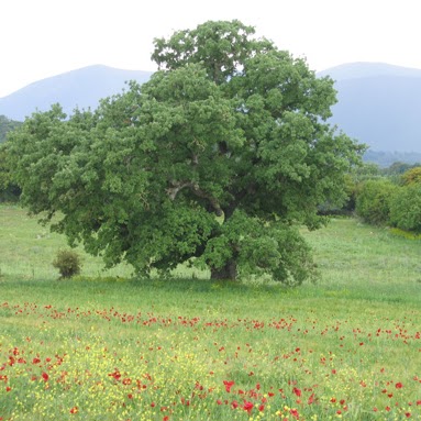 Κάλεσμα του Συλλόγου φίλων της βελανιδιάς και περιβάλλοντος ''η Αμαδρυάδα''Με θέμα: κοινή δράση για την προστασία της βελανιδιάς και του περιβάλλοντος του Ξηρομέρου.(Σάββατο 17 Μάρτη 2018, και ώρα 10π.μ)