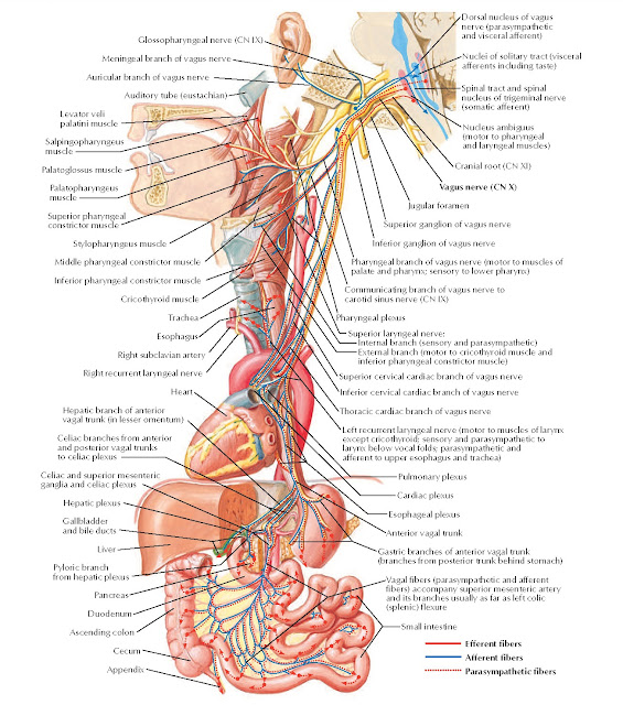 Vagus Nerve (CN X): Schema Anatomy