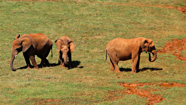 Parque de la Naturaleza de Cabárceno