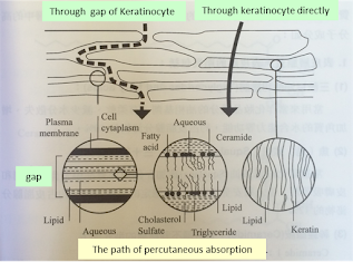 How do absorption act in the skin ?