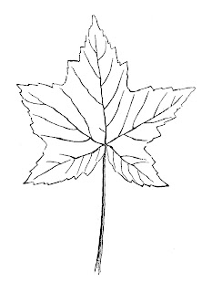 maple leaf botanical art illustration